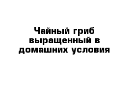 Чайный гриб выращенный в домашних условия